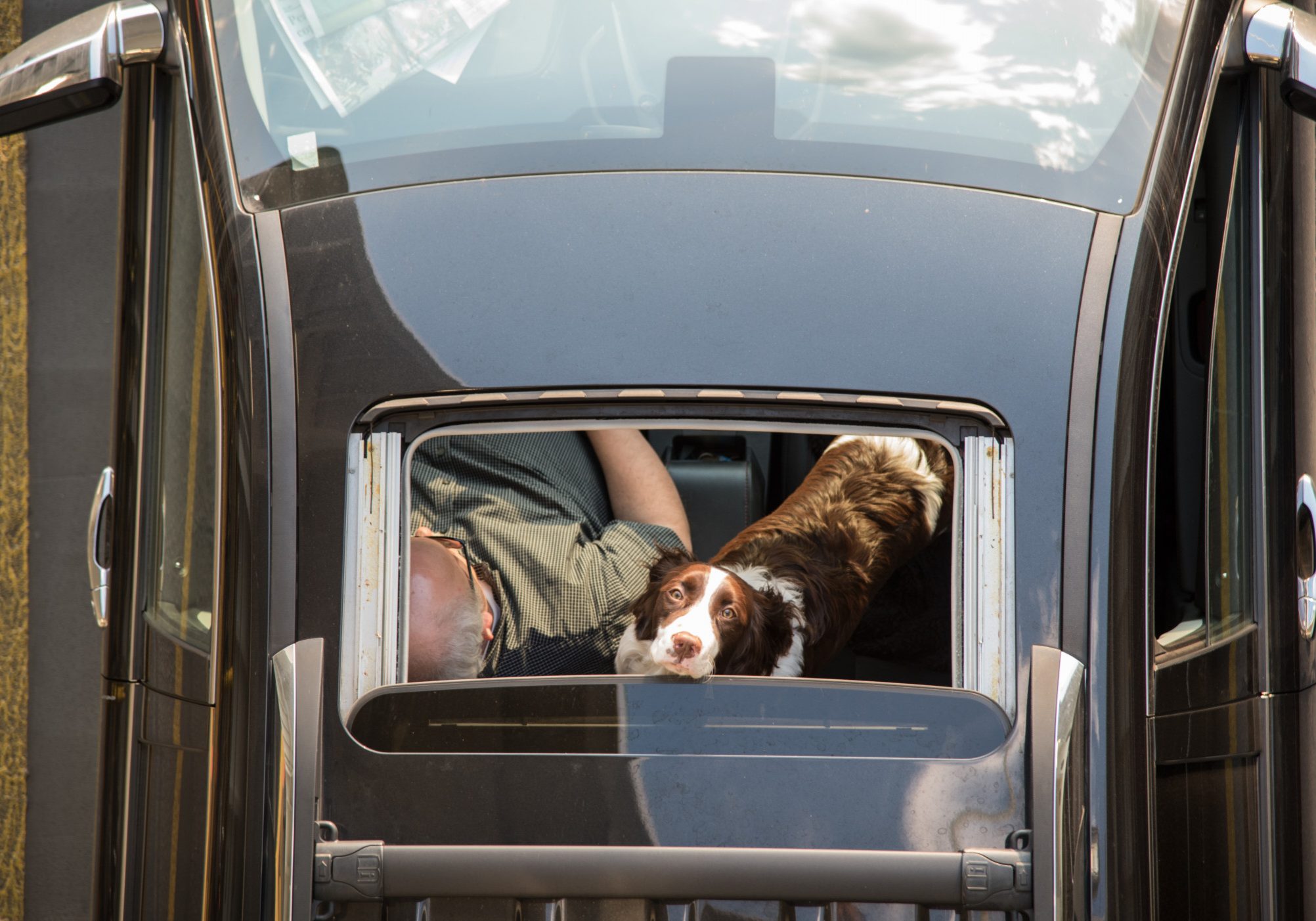 dogs-in-cars-overhead-aerial-view-of-a-very-cute-spaniel-dog-looking-up-out-of-a-car-sunroof-while-on_t20_lWJ1p8